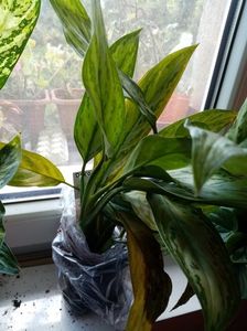 Aglaonema disponibila.