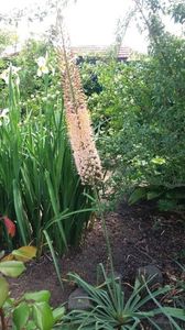 eremurus robustus