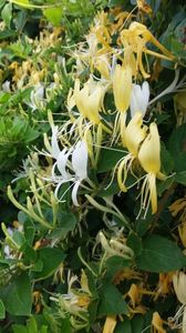 Lonicera japonica(mirele si mireasa); I se spune mirele si mireasa ptr ca florile albe cand se trec devin galbene, astfel pe crengi exista intotdeauna doua culori de floricele foarte parfumate. Florile sunt extrem de parfumate.
