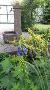 Delphinium(nemtisor) "high society"