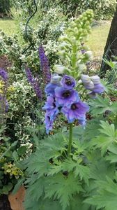 Delphinium(nemtisor) "high society"