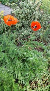 Papaver orientale