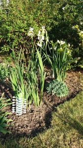 Iris siberica alba