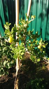 Ribes uva crispa (agris); Este altoit pe tija inalta si este soi &quot;piros izletes&quot;
