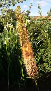 eremurus robustus; Inceput de iunie si este inflorit pe jumatate. Dureaza 1 luna pana se deschid toate florile
