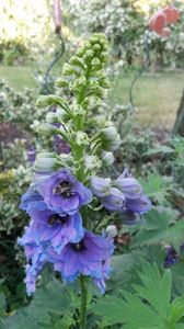 Delphinium(nemtisor) "high society"