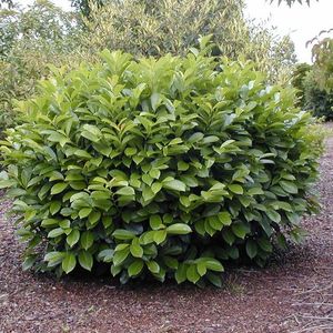 prunus-laurocerasus-1
