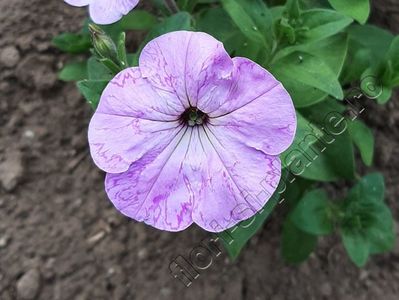 Petunia hibrid