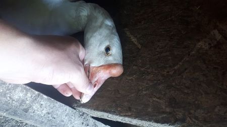 Gasca chinezeasca alba