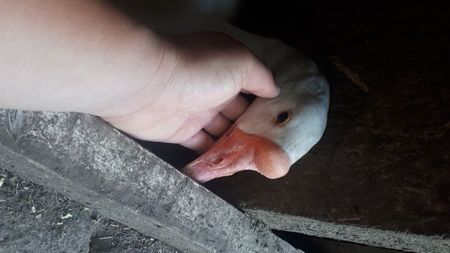Gasca chinezeasca alba