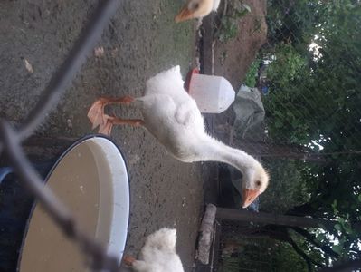 Boboc chinezesc alb