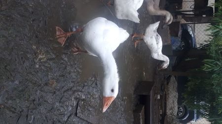Boboc chinezesc alb