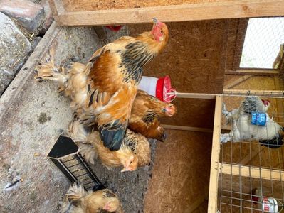 5B0FEE4A-B3B4-41EE-A1E3-8007DDEDB979