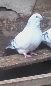 Aceiasi