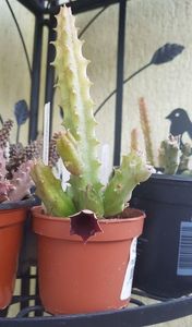 Huernia keniensis