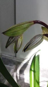 paphiopedilum "philippinense"