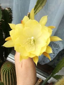 Epiphyllum Yellow gem