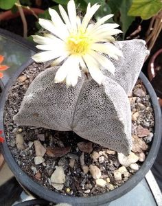 Astrophytum myriostigma quadricostatum