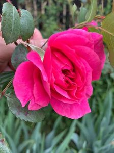 A95945B2-542A-4CF8-AE50-98E7BDE036C8