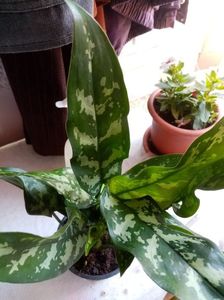 Aglaonema Maria.