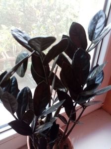 Zamioculcas negru