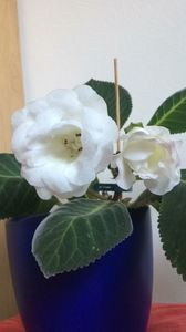 Gloxinia Venok Fei