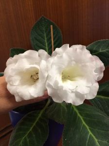 Gloxinia Venok Fei