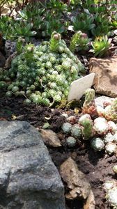 Sempervivum mix; Cand bobocii de floare se definesc si incep sa creasca...mai/iunie
