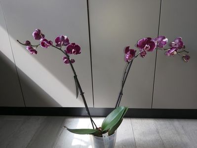 Ph Magic Art( altfel), flori pelorice