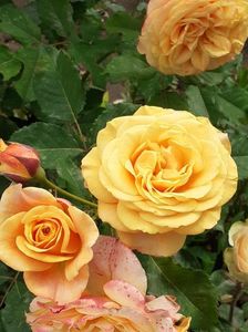 20200607_160101(0)