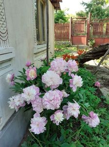 IMG-20200605-WA0013