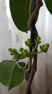 Stephanotis-iasomia de Madagascar.; Nu am ingrijit-o corespunzator si nu ma astepram deloc sa mai infloreasca si anul asta dar...stie ca o iubesc!
