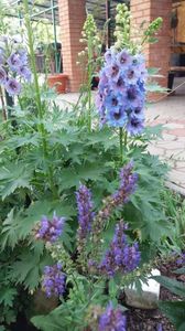 Delphinium - salvia pratensis