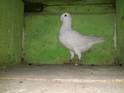 Vandut