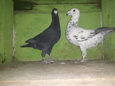 Vanduti