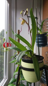 Paphiopedilum philippinense