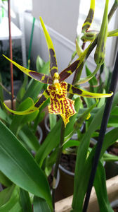 banfieldara "mystic maze"