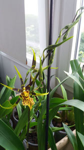 banfieldara "mystic maze"