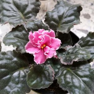 Singura floricica la violete