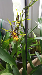 banfieldara "mystic maze"