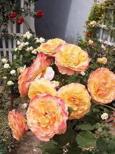 20200608_112123(0)
