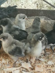 Australorp Albastru