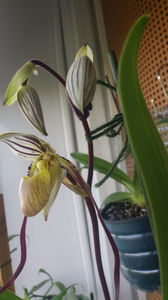 Paphiopedilum philippinense