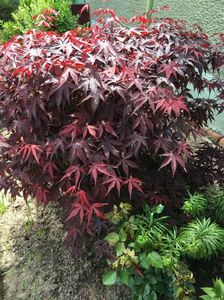 Acer palmatum Bloodgood