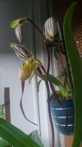 Paphiopedilum philippinense; Bobocul de floare proaspat deschis jur ca seamana cu un mormoloc ce se transforma in broasca
