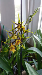 banfieldara "mystic maze"