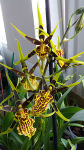 banfieldara "mystic maze"