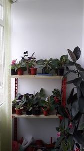 IMG-20200609-WA0009
