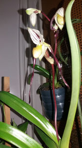 Paphiopedilum philippinense; Good night my angel!
