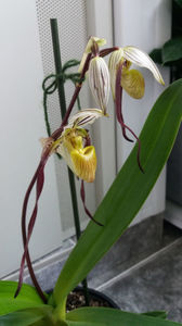 Paphiopedilum philippinense; cand sepalele laterale incep sa se rasuceasca
